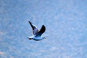 Peter Blei am Stausee Kelbra