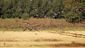 Wildg&auml;nse und Kraniche am Stausee