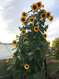 Sonnenblume in Kleinfurra