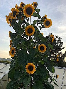 Sonnenblume in Kleinfurra
