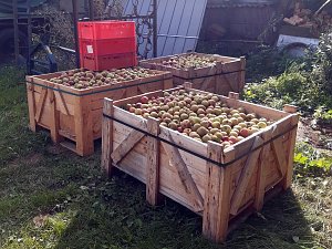 Apfelpfl&uuml;cken in Harztor