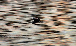 Peter Blei unterwegs am Stausee Kelbra