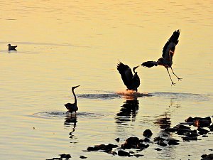 Peter Blei unterwegs am Stausee Kelbra