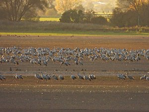 Kraniche am Stausee