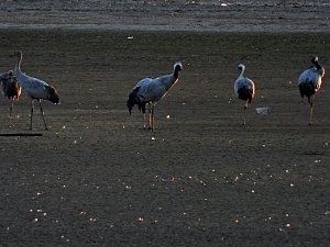 Kraniche am Stausee