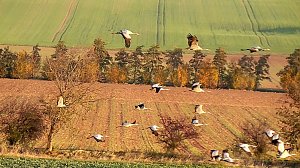 Kranichf&uuml;hrung am Stausee Kelbra