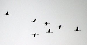 Kranichf&uuml;hrung am Stausee Kelbra