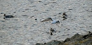 Vogelobservation am Stausee Kelbra
