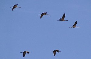 Vogelobservation am Stausee Kelbra