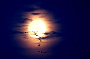 Kraniche im Dunkeln