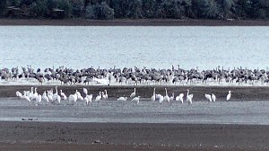 Vogelzug am Stausee Kelbra