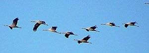 Vogelzug am Stausee Kelbra