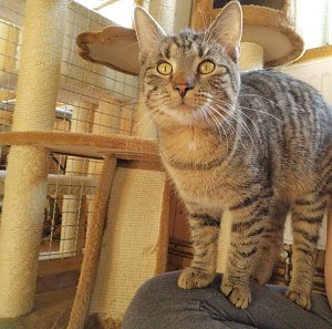 Hilfe f&uuml;r &uuml;ber 40 Tiere - Tierschutz Nordhausen bedankt sich bei Unterst&uuml;tzern