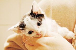 Hilfe f&uuml;r &uuml;ber 40 Tiere - Tierschutz Nordhausen bedankt sich bei Unterst&uuml;tzern