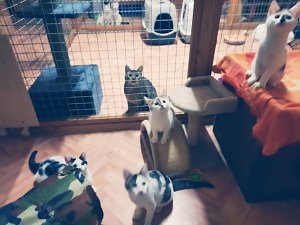 Hilfe f&uuml;r &uuml;ber 40 Tiere - Tierschutz Nordhausen bedankt sich bei Unterst&uuml;tzern