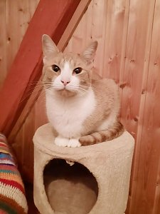 Hilfe f&uuml;r &uuml;ber 40 Tiere - Tierschutz Nordhausen bedankt sich bei Unterst&uuml;tzern