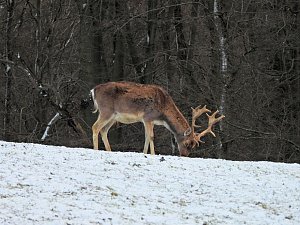 Am ersten Weihnachtsfeiertag in Sophienhof