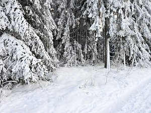 Winterliche Harzimpressionen