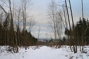 W&auml;ldchen im Wandel - Harz Rigi