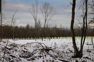 W&auml;ldchen im Wandel - Harz Rigi