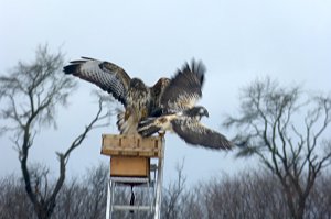 Greifv&ouml;gel am Waldesrand