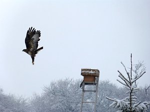Greifv&ouml;gel am Waldesrand