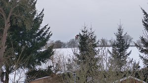 Greifv&ouml;gel am Waldesrand