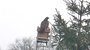 Greifv&ouml;gel am Waldesrand
