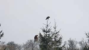 Greifv&ouml;gel am Waldesrand