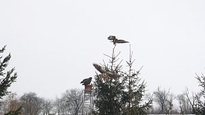 Greifv&ouml;gel am Waldesrand