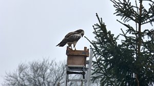 Greifv&ouml;gel am Waldesrand