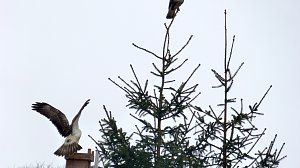 Greifv&ouml;gel am Waldesrand
