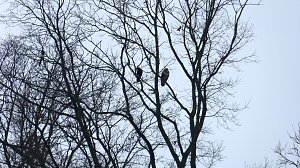 Greifv&ouml;gel am Waldesrand