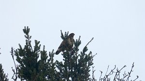 Greifv&ouml;gel am Waldesrand