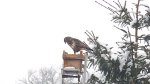 Greifv&ouml;gel am Waldesrand