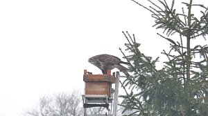 Greifv&ouml;gel am Waldesrand