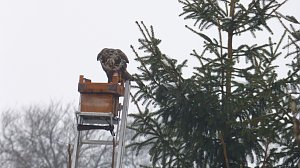 Greifv&ouml;gel am Waldesrand