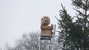 Greifv&ouml;gel am Waldesrand