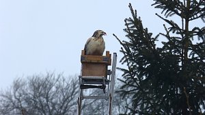 Greifv&ouml;gel am Waldesrand