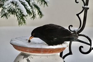 Amselmännchen