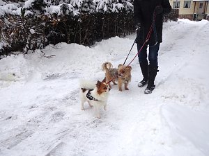Winterliche Impressionen in Nordhausen
