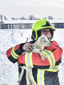Rettung in der Not: in Lipprechterode konnten die freiwilligen Feuerwehren heute rund 350 Schafe bergen