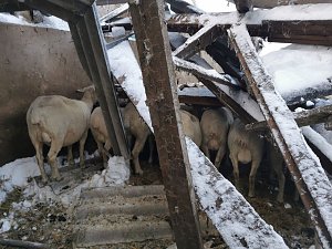 Rettung in der Not: in Lipprechterode konnten die freiwilligen Feuerwehren heute rund 350 Schafe bergen