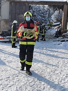 Rettung in der Not: in Lipprechterode konnten die freiwilligen Feuerwehren heute rund 350 Schafe bergen