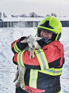 Rettung in der Not: in Lipprechterode konnten die freiwilligen Feuerwehren heute rund 350 Schafe bergen