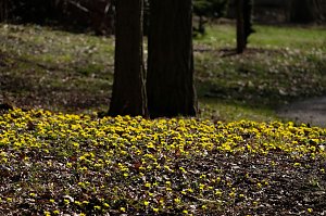 Peter Blei unterwegs im Park Hohenrode