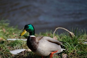 Peter Blei unterwegs im Park Hohenrode
