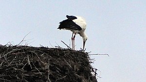 Erster Storch in der Goldenen Aue