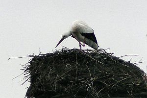 Erster Storch in der Goldenen Aue