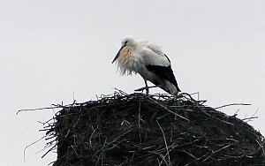 Erster Storch in der Goldenen Aue